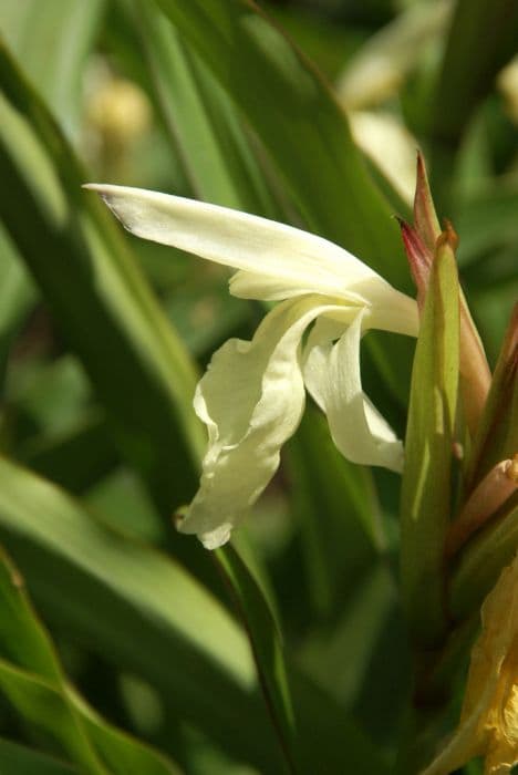 roscoea Cream Group