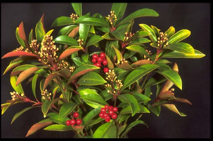 skimmia 'Chilan Choice'