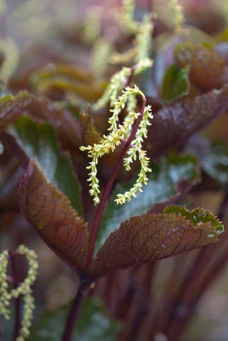 Fortune's chloranthus