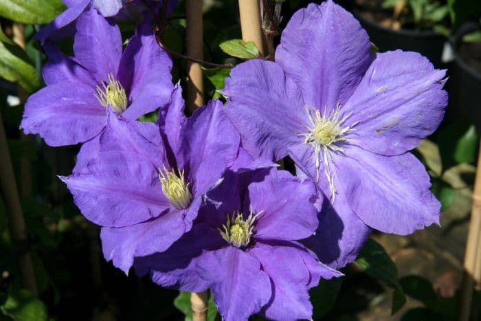 clematis 'Lady Northcliffe'