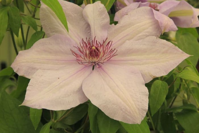 clematis [Bernadine]