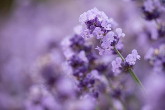 English lavender [Melissa Lilac]