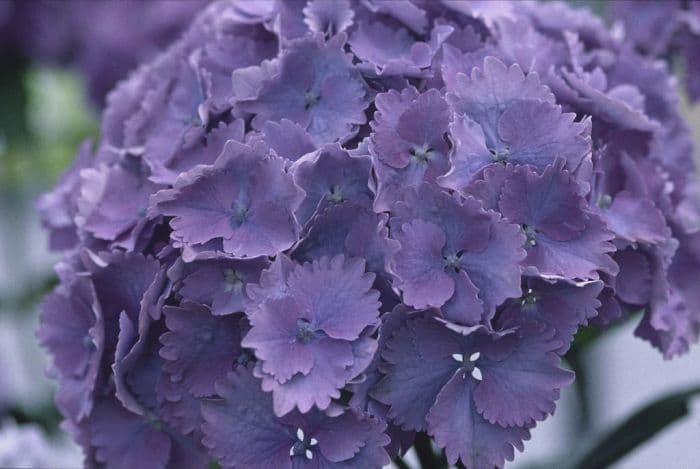 hydrangea 'Europa'