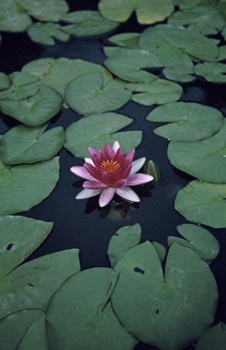 waterlily 'Charles de Meurville'