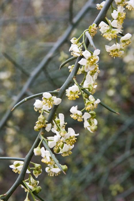 Himalayan cherry prinsepia