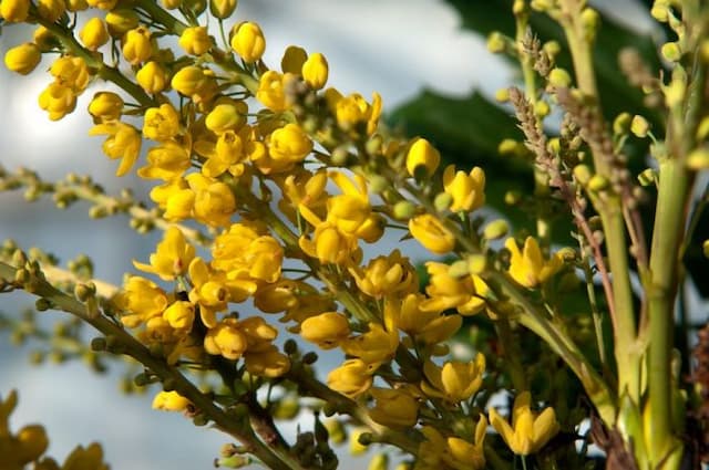 Nepal mahonia 'Maharajah'