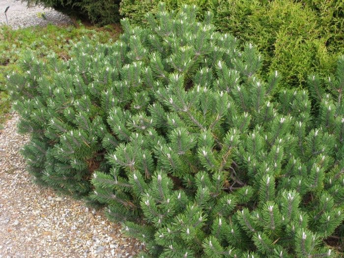 dwarf mountain pine 'Humpy'