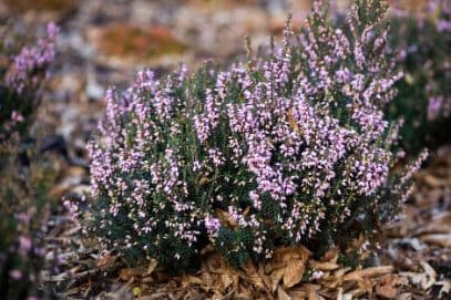 Irish heath 'Brightness'