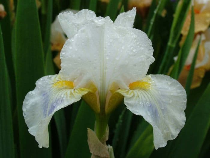 iris 'Delicate Lady'