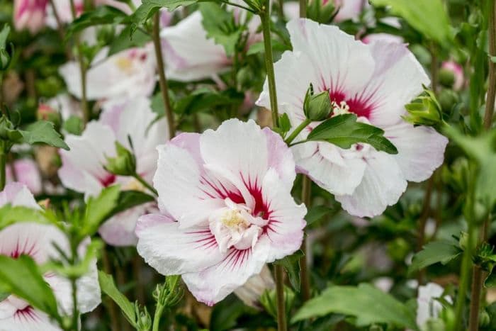 rose of Sharon [Pink Spot]