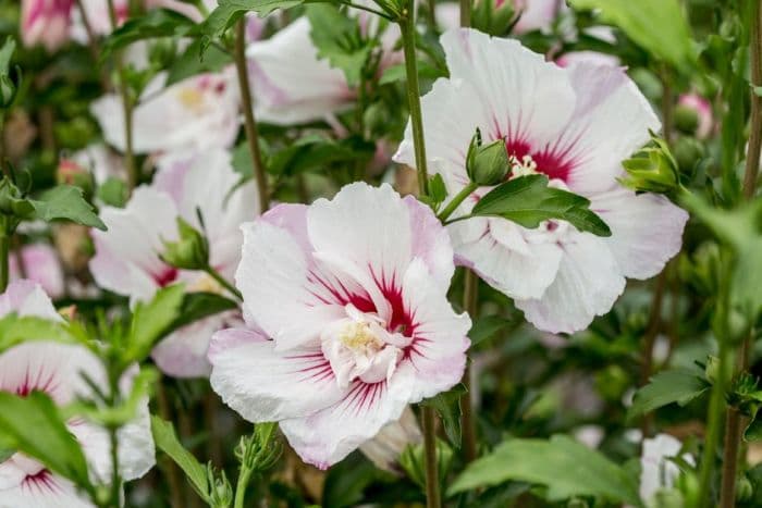 rose of Sharon [Pink Spot]