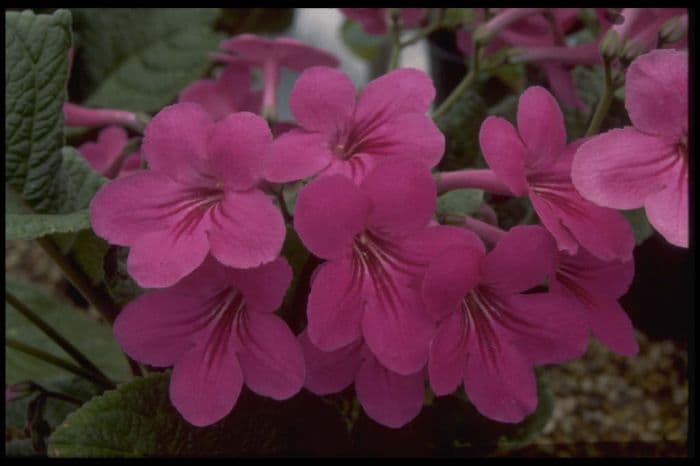 Cape primrose 'Cynthia'