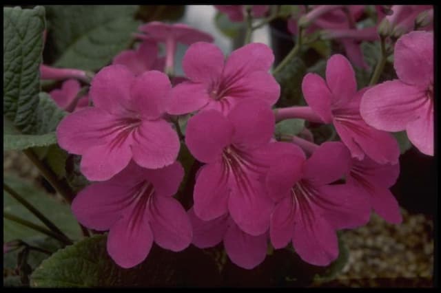 Cape primrose 'Cynthia'