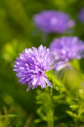 Michaelmas daisy 'Lady in Blue'