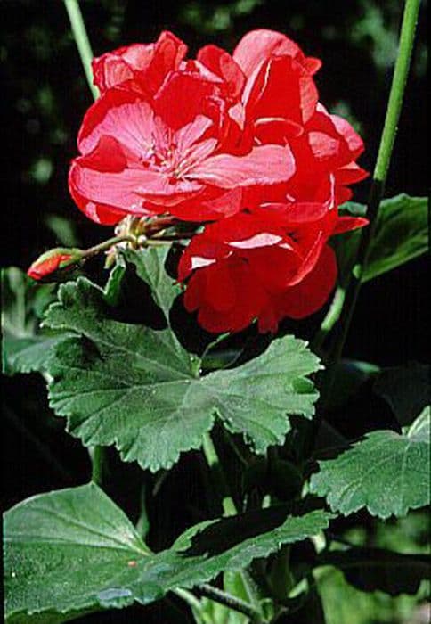 Pelargonium 'Irene'