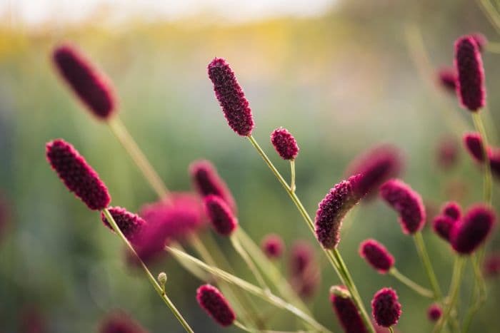 burnet 'Cangshan Cranberry'