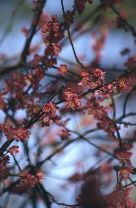 Japanese apricot 'Beni-chidori'