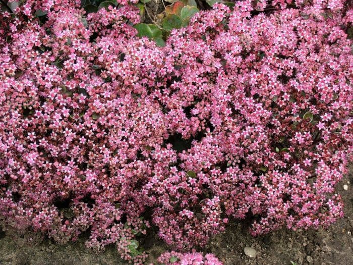 stonecrop 'Vera Jameson'