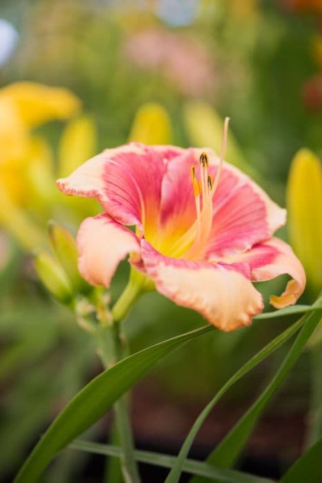 daylily 'Hello Screamer'