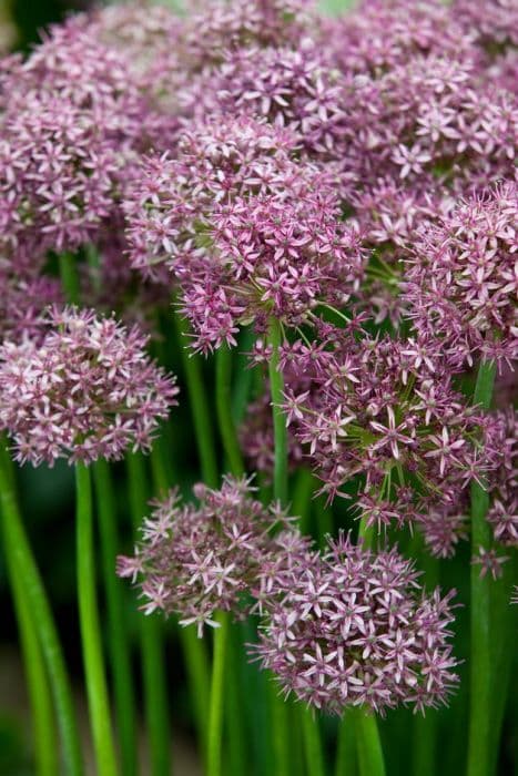 Ascherson's garlic