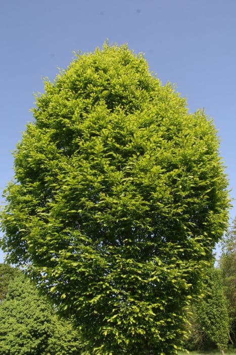 common hornbeam 'Columnaris'