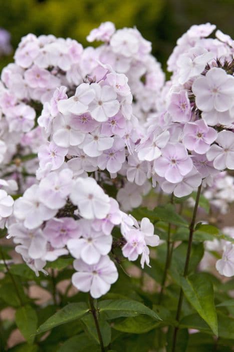 perennial phlox 'Monica Lynden-Bell'