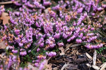 heather 'Queen Mary'