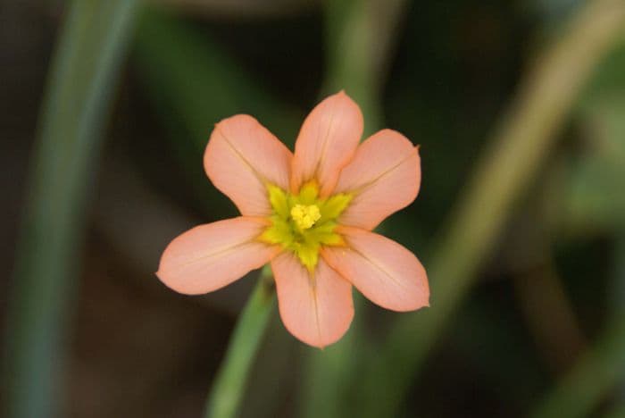 Cape tulip