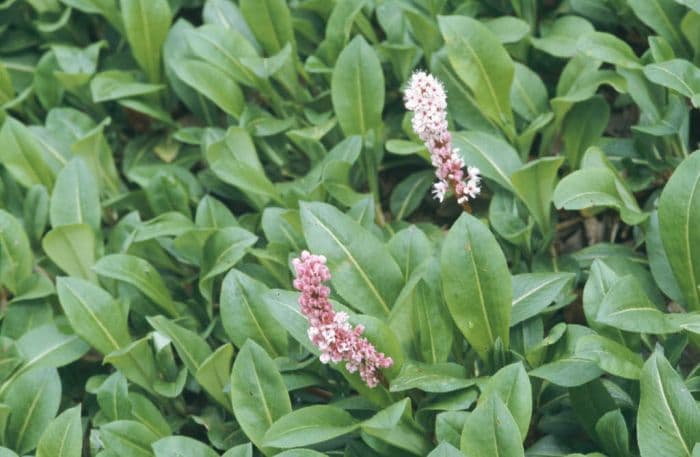 knotweed 'Superba'