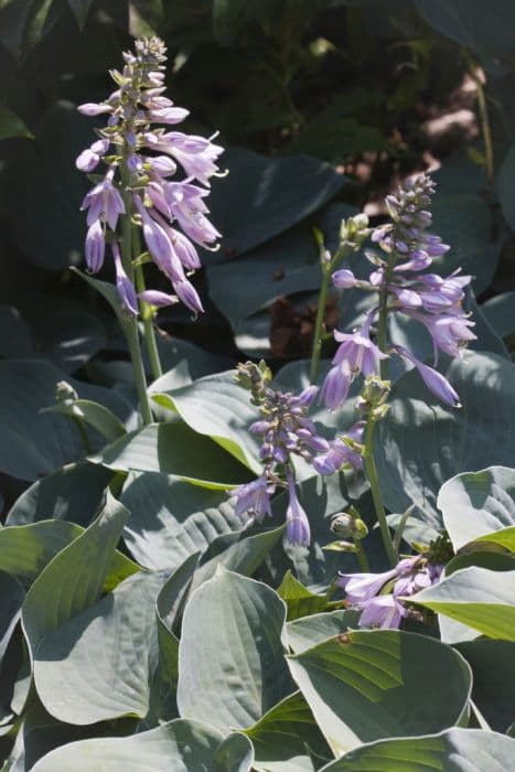 plantain lily 'Blue Cadet'