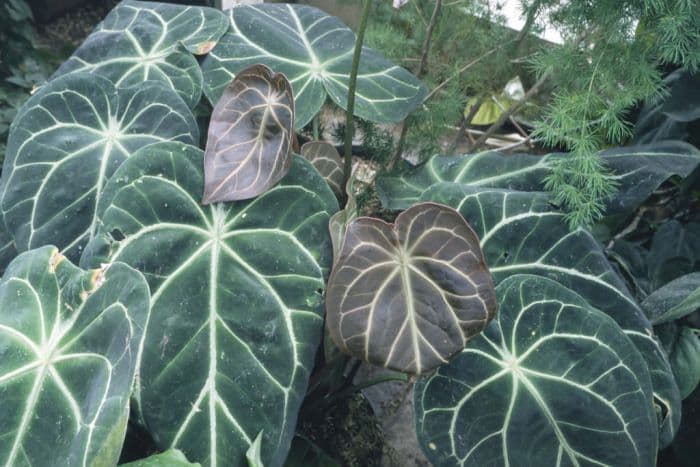 crystal anthurium