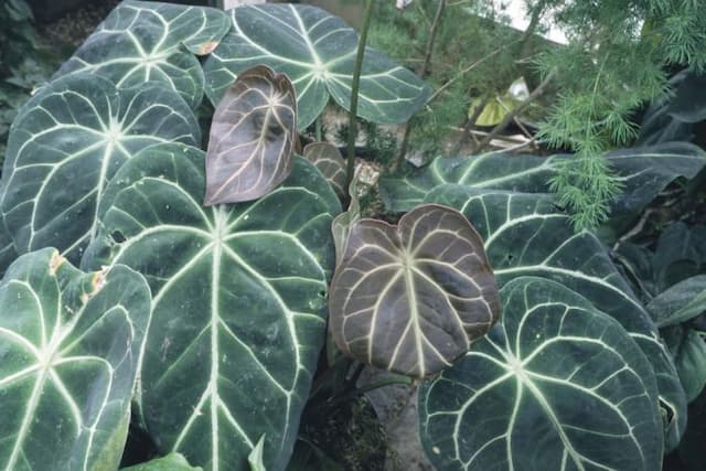 Crystal anthurium