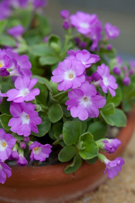 Auricula 'Beatrice Wooster'