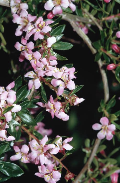 escallonia 'Edinensis'