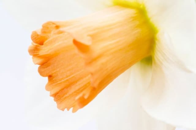 Daffodil 'Gemini Girl'