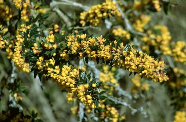 Lolog's barberry