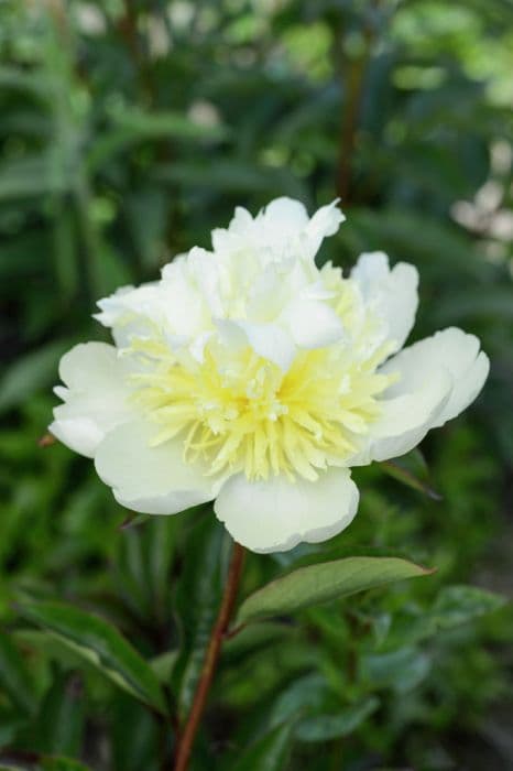 Peony 'Goldilocks'