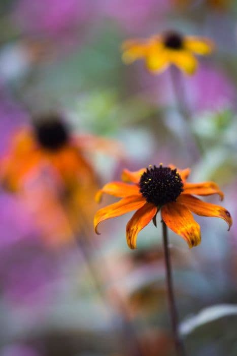 brown-eyed Susan 'Prairie Glow'