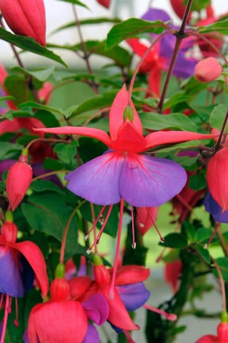 fuchsia 'Schneewitcher'