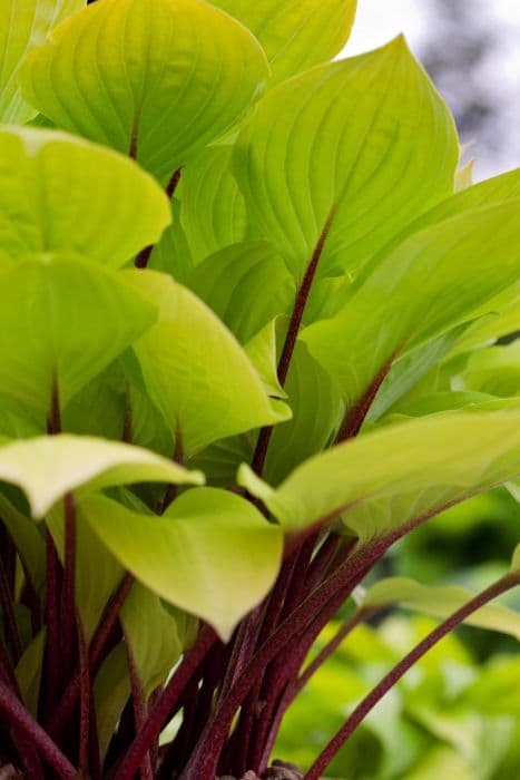 plantain lily 'Fire Island'