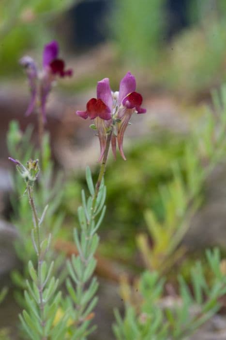 gentian 'Silken Seas'