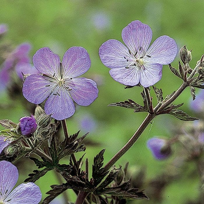 meadow cranesbill 'Victor Reiter'