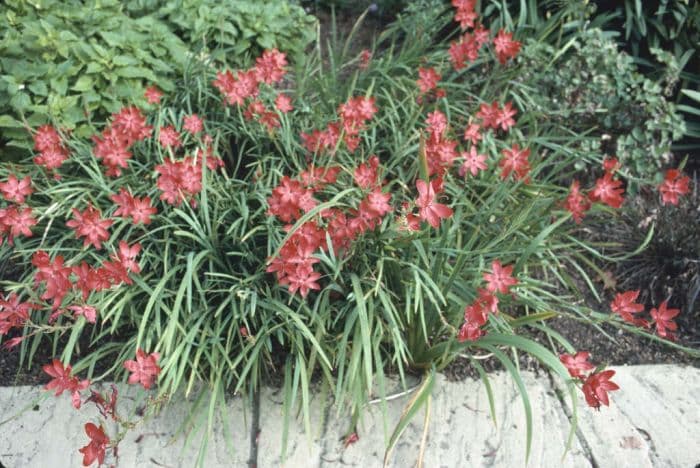 crimson flag lily 'Major'