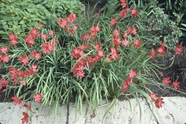 Crimson flag lily 'Major'