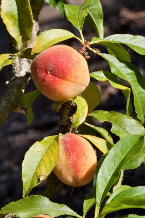Peach 'Garden Lady'
