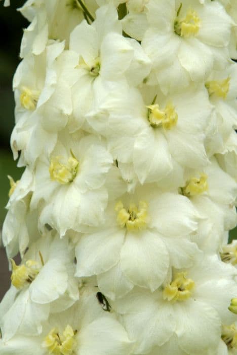 delphinium 'Kennington Classic'