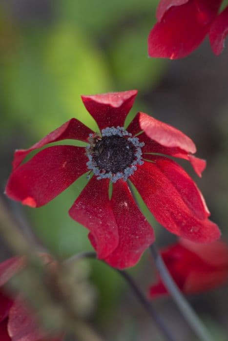 peacock windflower