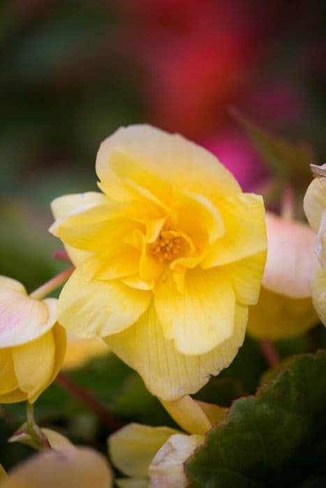 begonia 'Apricot Shades Improved'