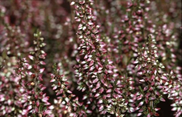 Heather 'Alexandra'