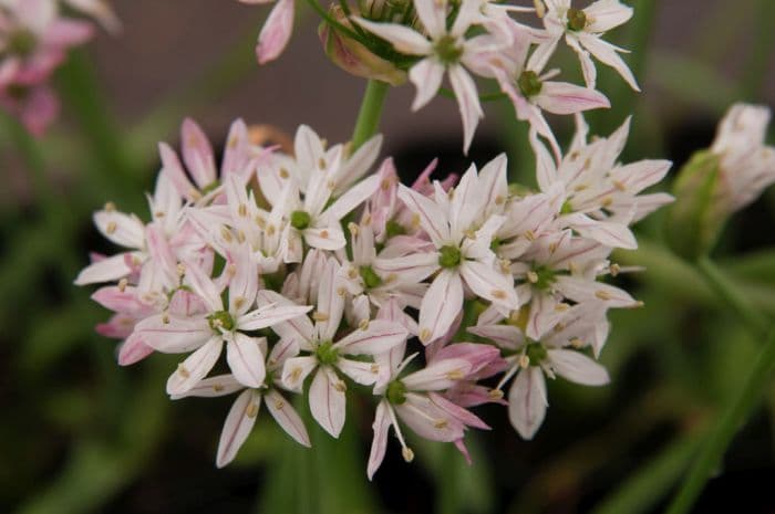 allium 'Caméléon'